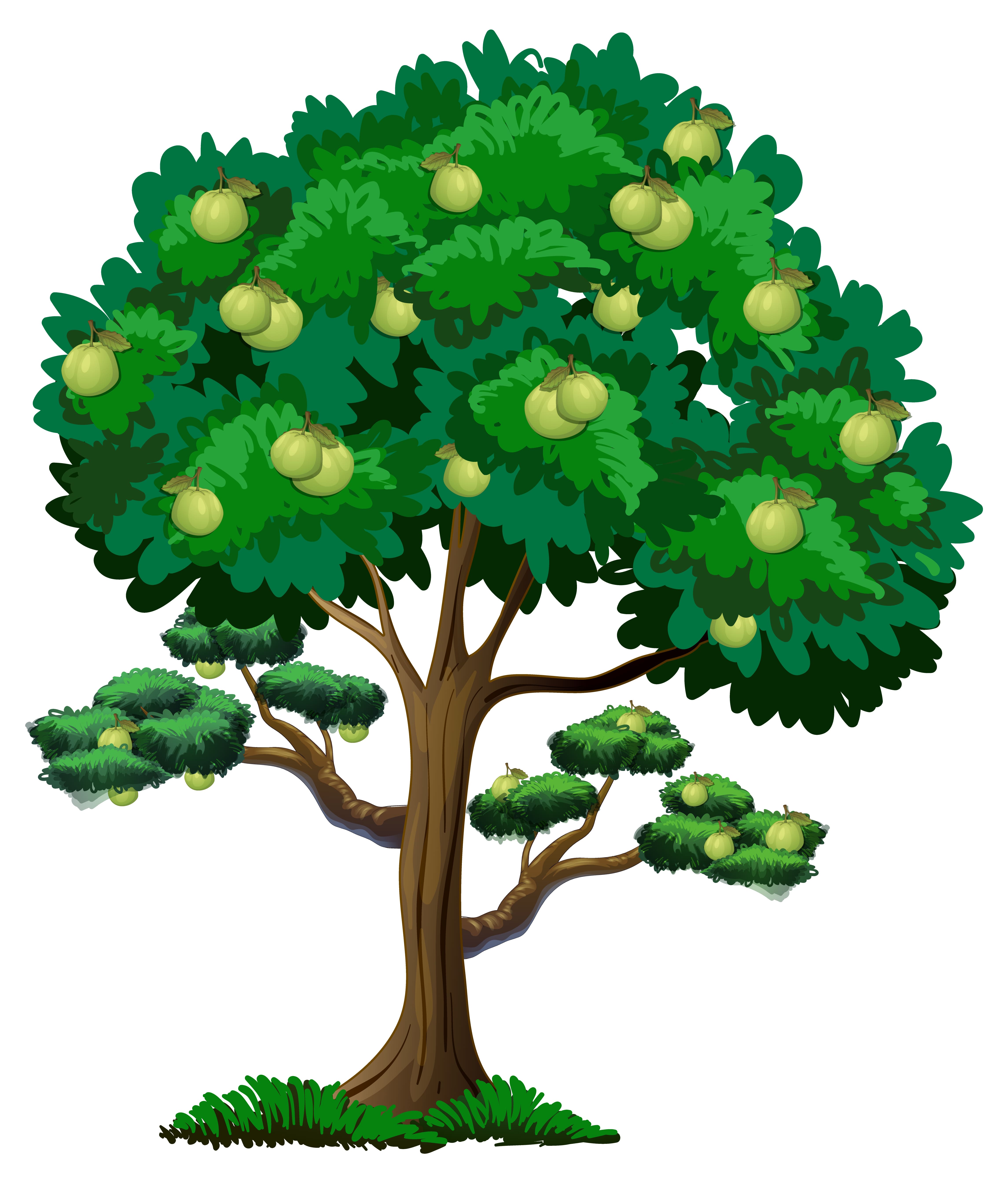 A feijoa tree in full fruit in a backyard garden setting