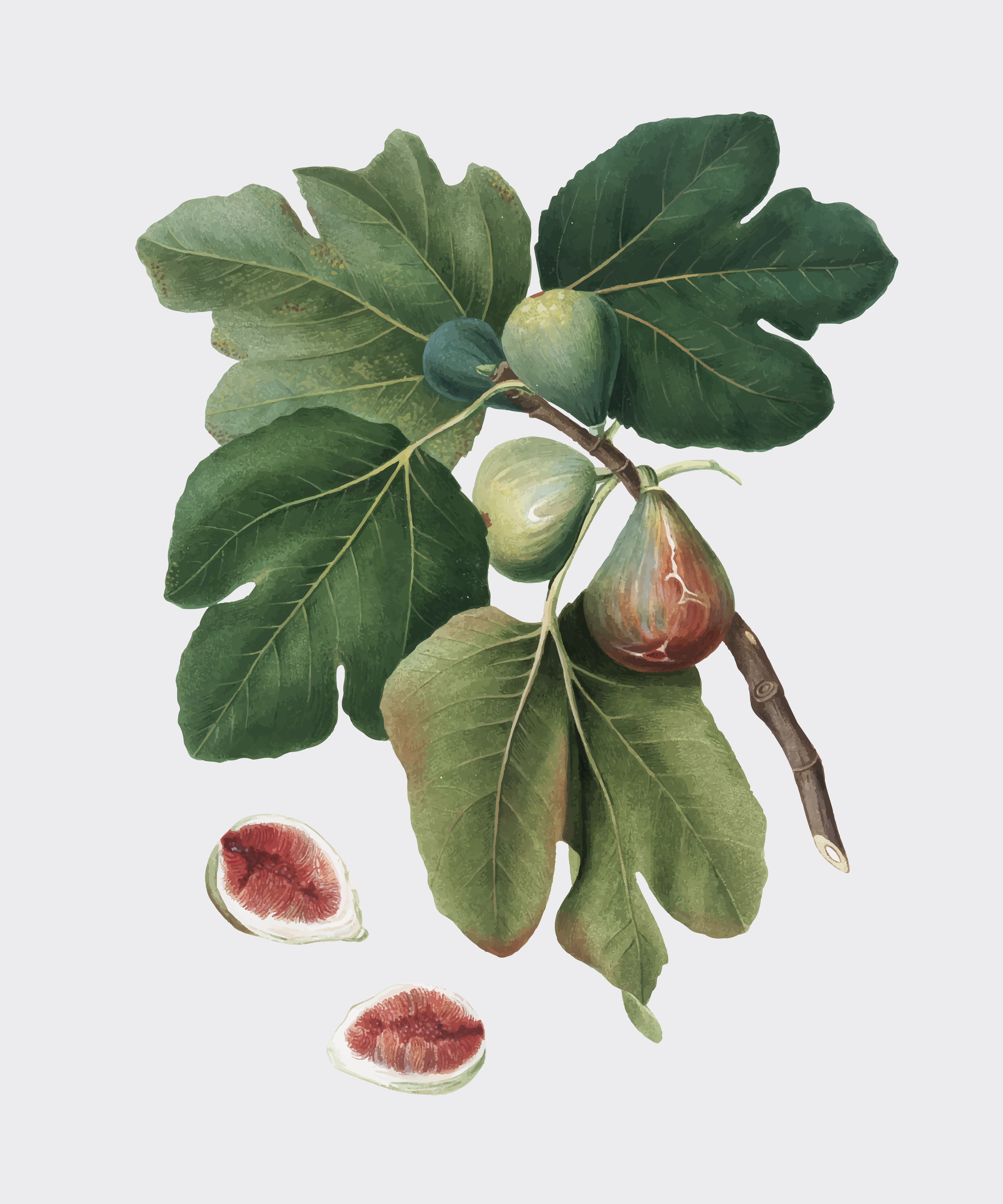 Close-up of fig tree leaves affected by rust or pest damage in a British garden