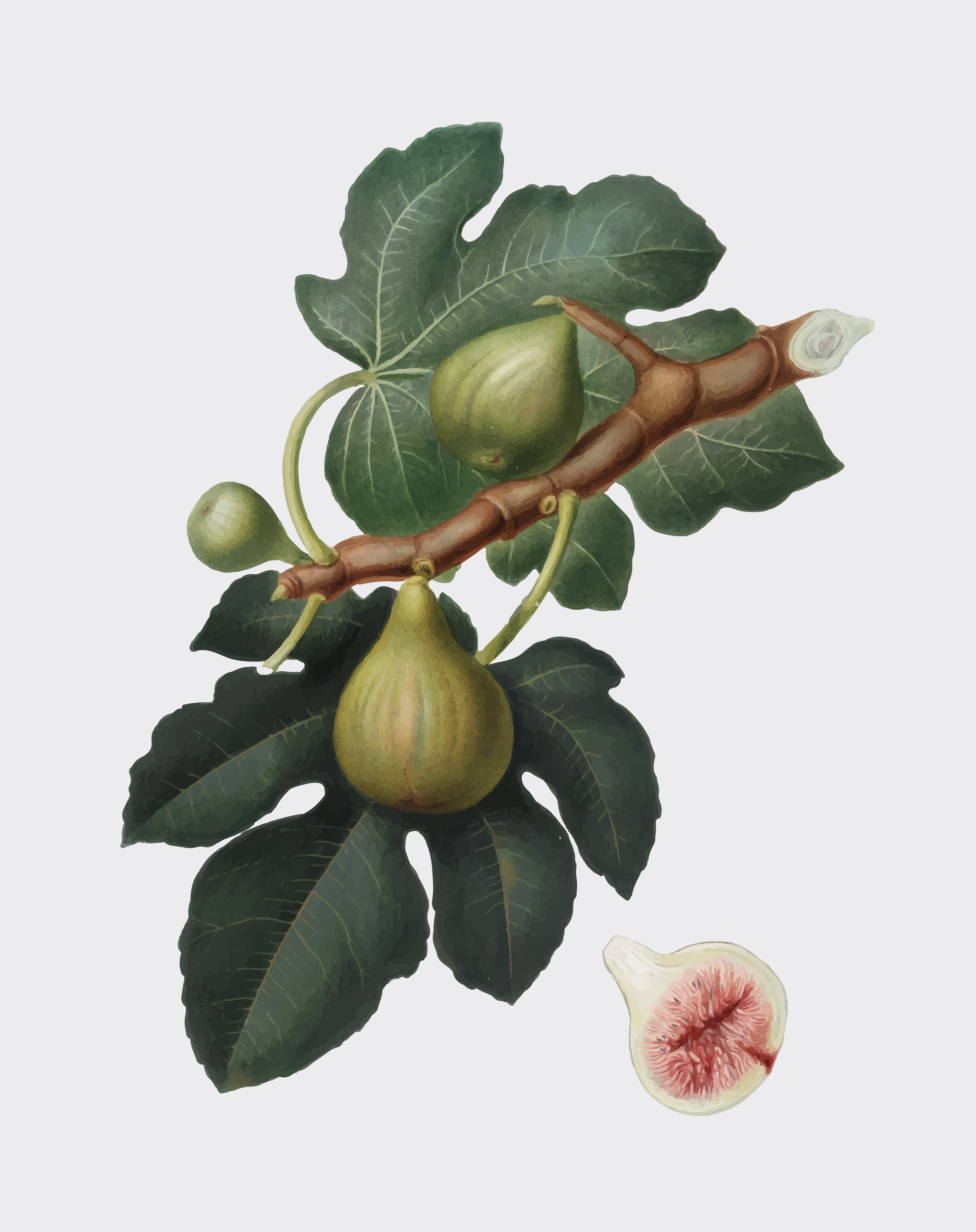 A gardener inspecting a potted fig tree in a UK greenhouse for common problems