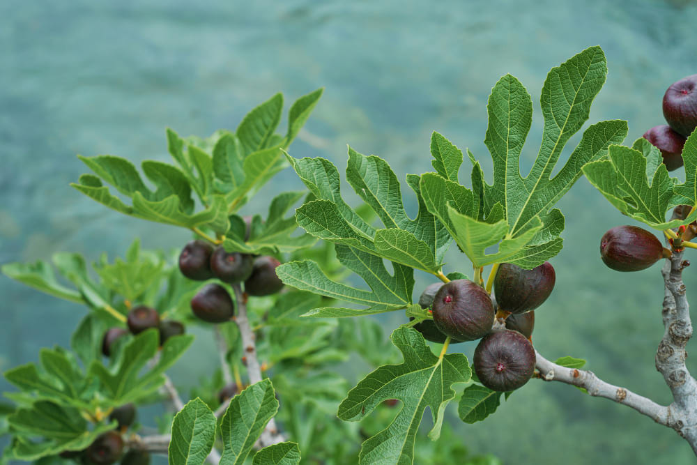 A mature fig tree laden with ripe purple figs in a sunny garden