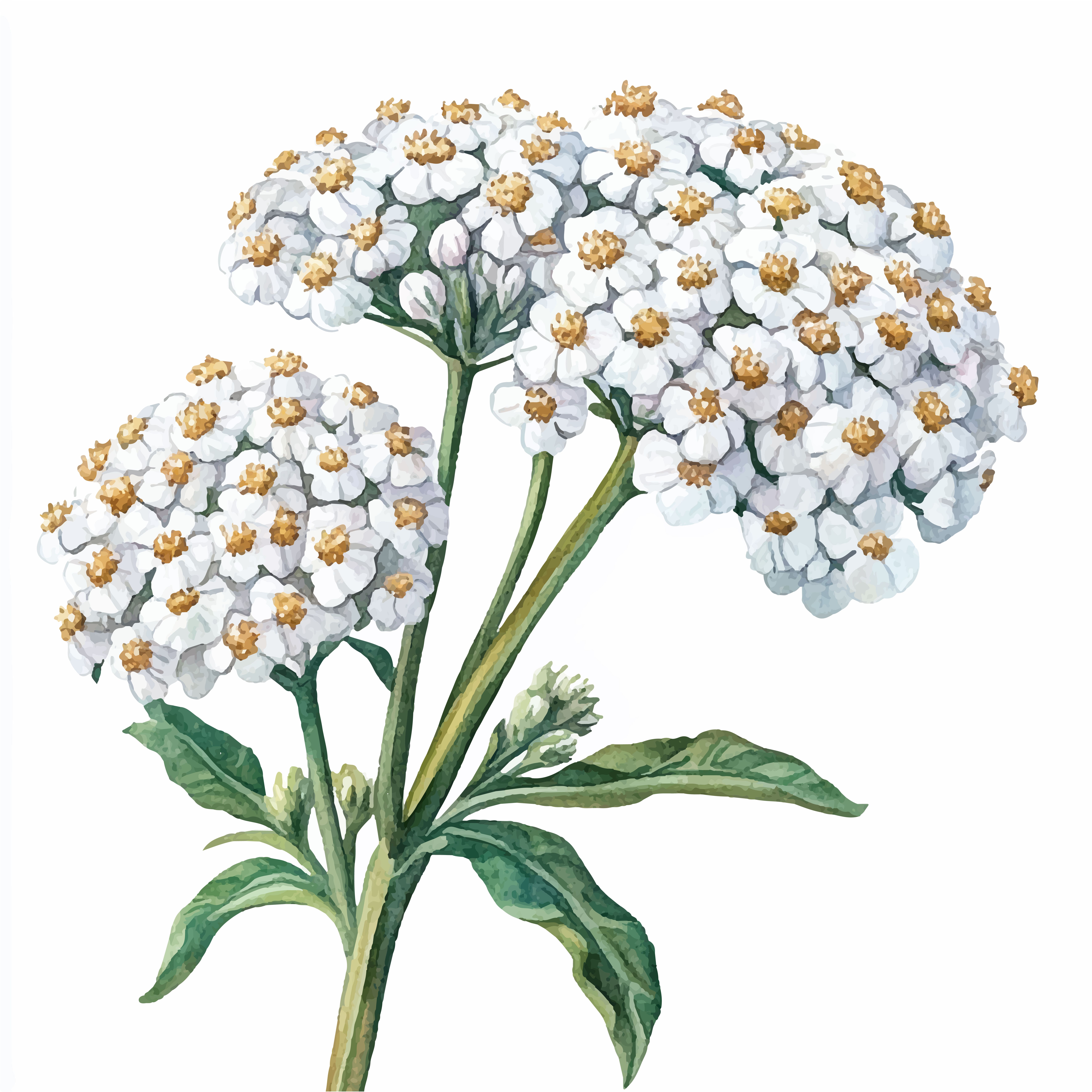 Close-up of white yarrow flower heads showing the delicate individual tiny white florets